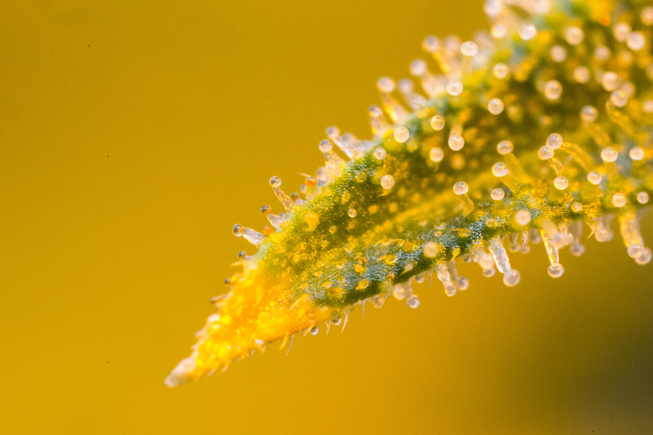 I Segreti dei Terpeni: Il Cuore Aromatico e Terapeutico della Cannabis